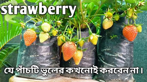 স্ট্রবেরি গাছে এই পাঁচটিভুল করবেননাhow To Grow Strawberries For