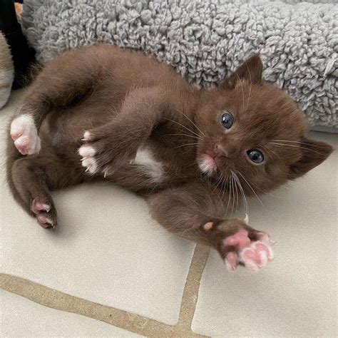 Browse These Brown Cute Cats Photos And Have A Cuteness Overload