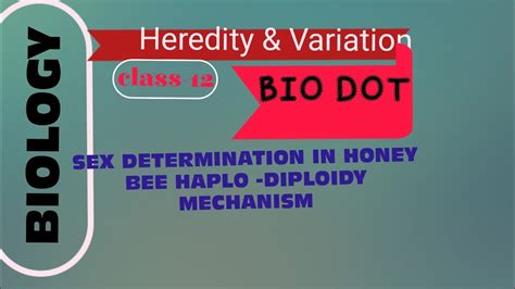 Sex Determination In Honey Bee Haplo Diploidy Mechanism Class Youtube