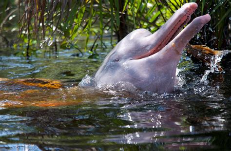 [最も好ましい] amazon river pink dolphin 260600-Amazon pink river dolphin ...