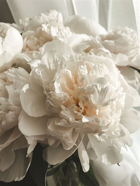 peonies | Peonie, Fiori, Sfondi