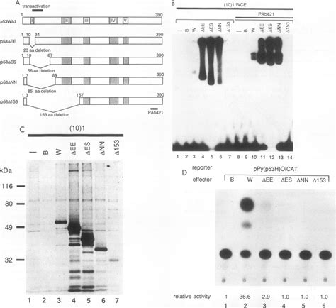 The N Terminal Deletion Mutants Lacking The Transactivation Domain A