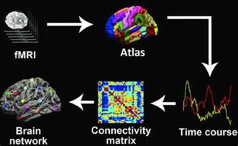 Construction Of A Functional Brain Network Functional MRI FMRI