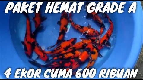 PAKET HEMAT KOI GRADE A 4 EKOR CUMA 600 RIBUAN DUTA KOI BLITAR YouTube