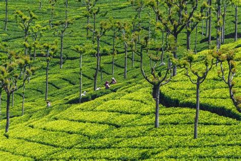 2 Day Ooty And Coonoor Sightseeing Tour GetYourGuide