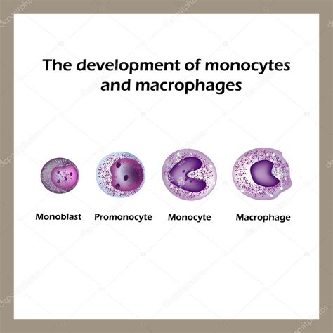 Monócitos E Macrófagos
