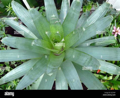 Vriesea Imperialis Rubra Hi Res Stock Photography And Images Alamy