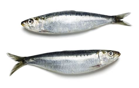 What Fish Is Similar To Sardines? Exploring Delicious Alternatives