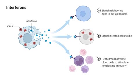 Interferons Biorender Science Templates