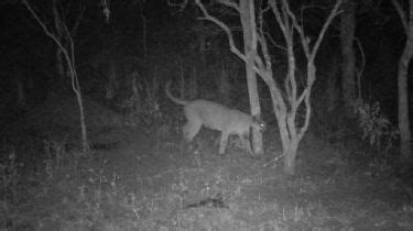 Cámaras trampa captan siete especies de mamíferos nativos en Cosquín