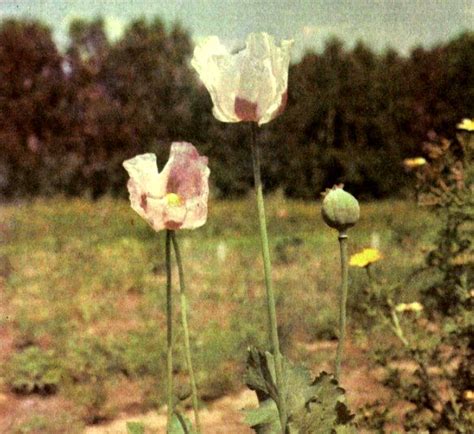 Мак снотворный (Papaver somniferum L.) / Herbal Expert