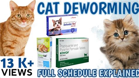 CAT DEWORMING! CAT CARE – HousePetsCare.com