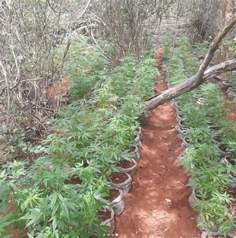 Cerca De Mil P S De Maconha S O Incinerados Na Zona Rural De Cabrob