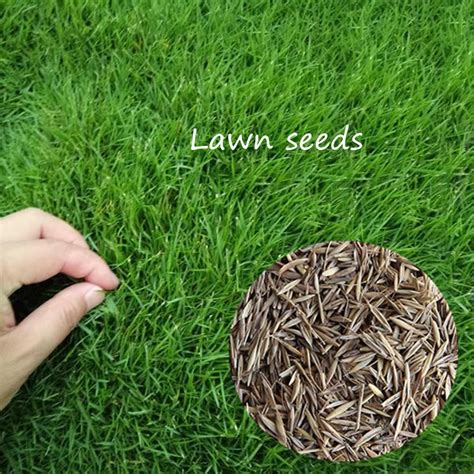 Fast Germination 200 Seeds Lawn Seeds Green Carpet Grass Seeds For