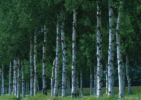 Березовый лес – Красивые обои на рабочий стол 1920х1080