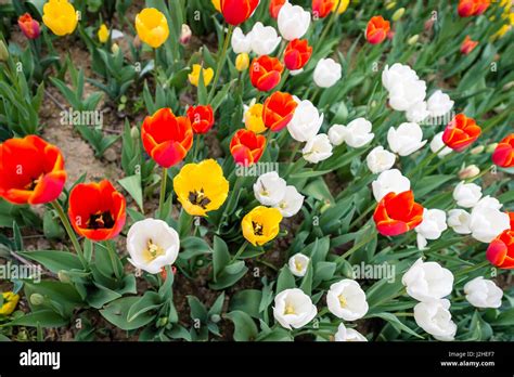 Tulips During The Istanbul Tulip Festival Stock Photo Alamy