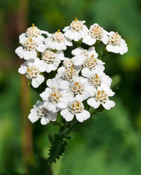 The Many Facets of Yarrow Flower Meaning and Interpretation - Rose Meaning