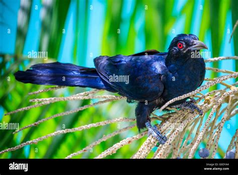 common koel  res stock photography  images alamy