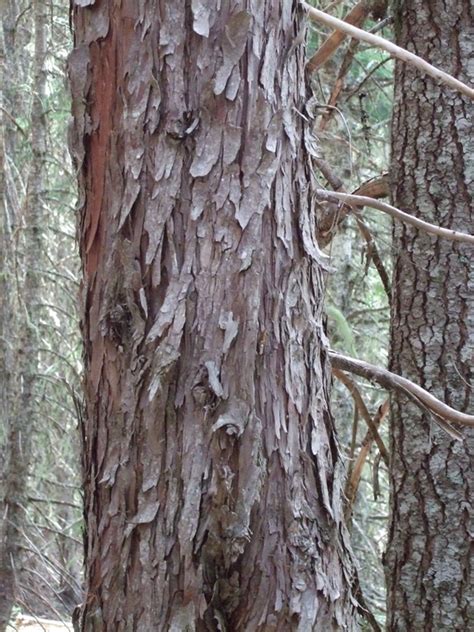 Alaska Yellow Cedar Callitropsis Nootkatensis Native Plants PNW