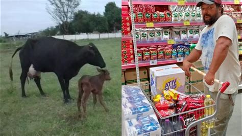 Na Madrugada A Vaca Pariu E Compras Pra Mercearia YouTube