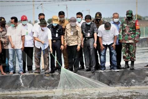 Pemerintah Akan Bantu Pengembangan Budidaya Tambak Udang