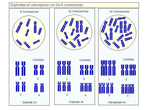 Mutaciones GenÓmicas BiologÍa Y GeologÍa