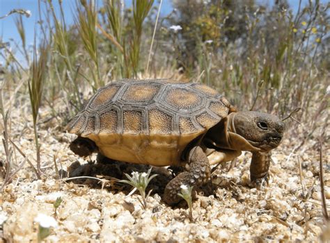 Top 5 Basic Care Tips For Desert Tortoise Reptile District