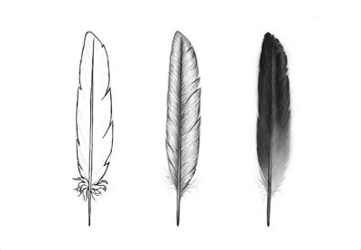 Feather Drawing Step By Step At Paintingvalley Explore Collection