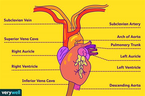 Subclavian Artery Anatomy Function And Significance