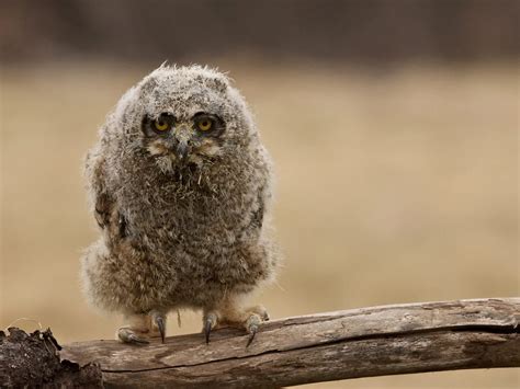 Baby Owls: All You Need To Know (with Pictures) | Birdfact