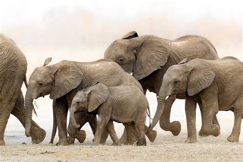 Astounding Wildlife Photography in Africa by Rudi van Aarde