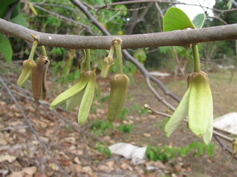 9288649856_0f678a9ad9_k Cherimoya flowers by Forest and Kim Starr - World Crops Database