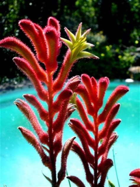 Kangaroo Paw Tall Anigozanthos Flavidus RED 10 Sementes