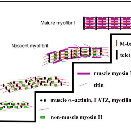 Diagram Of The Premyofibril Model For De Novo Myofibrillogenesis