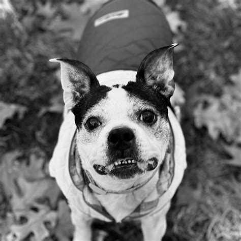 Deaf Dog Coffee + Co. added a new... - Deaf Dog Coffee + Co.