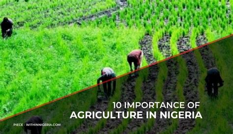 Importance Of Agriculture In Nigeria PIECE WITHIN NIGERIA