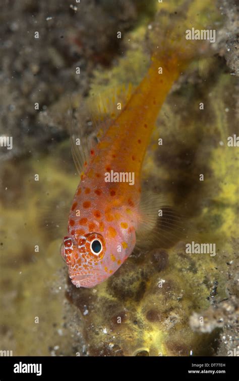 Dwarf Gobies Hi Res Stock Photography And Images Alamy