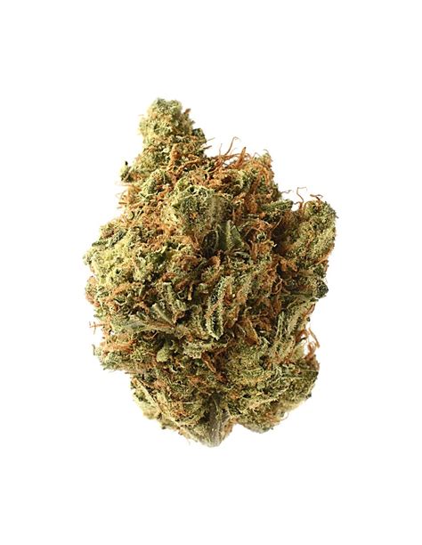 Kaufen Amsterdam Genetics Amnesia Haze Hanfsamen