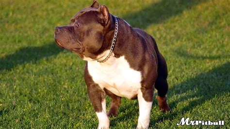 Muscular Pitbull Dog - canvas-talk