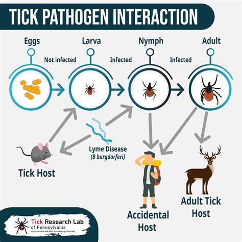 How do ticks spread Lyme disease?... - PA Tick Research Lab | Facebook