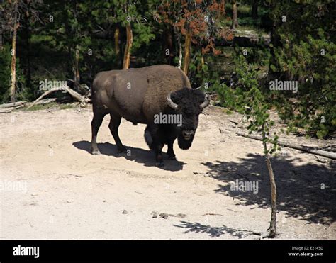 Wild bison in Yellowstone national park Stock Photo - Alamy