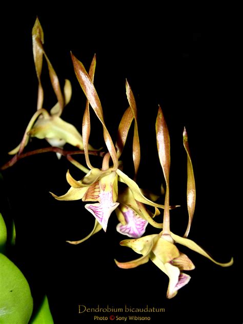 Sony Wibisono Orchids Dendrobium Bicaudatum Reinw Ex Lindl 1859