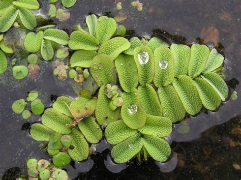 Conheça os tipos as características e os nomes das plantas aquáticas