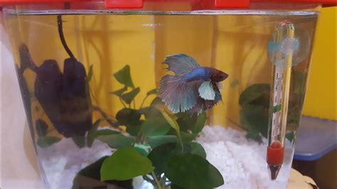 Betta Water Change Youtube