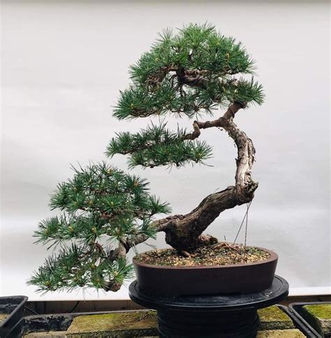 Pin By Kevin Maxwell On Bonsai Bonsai Bonsai Art Plants