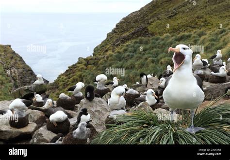 black browed albatross thalassarche melanophris diomedea melanophris