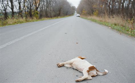 J ai trouvé un animal mort sur la voie publique que faire