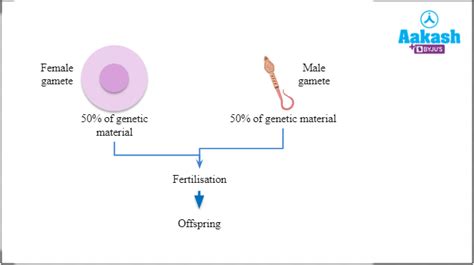 Fertilization Definition Significance Mechanism And Implantation Aesl