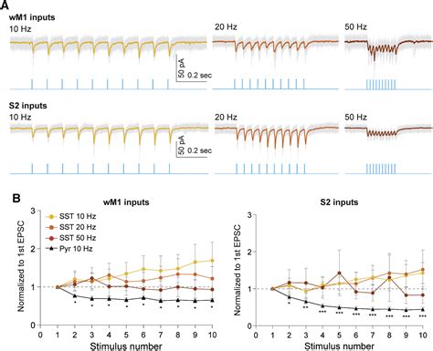 Cell Type Specific Recruitment Of Gabaergic Interneurons In The Primary