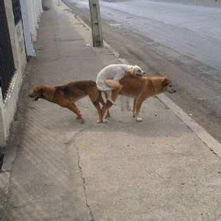 láser Milímetro Serpiente apareandose los perros Acompañar Desviar Plano